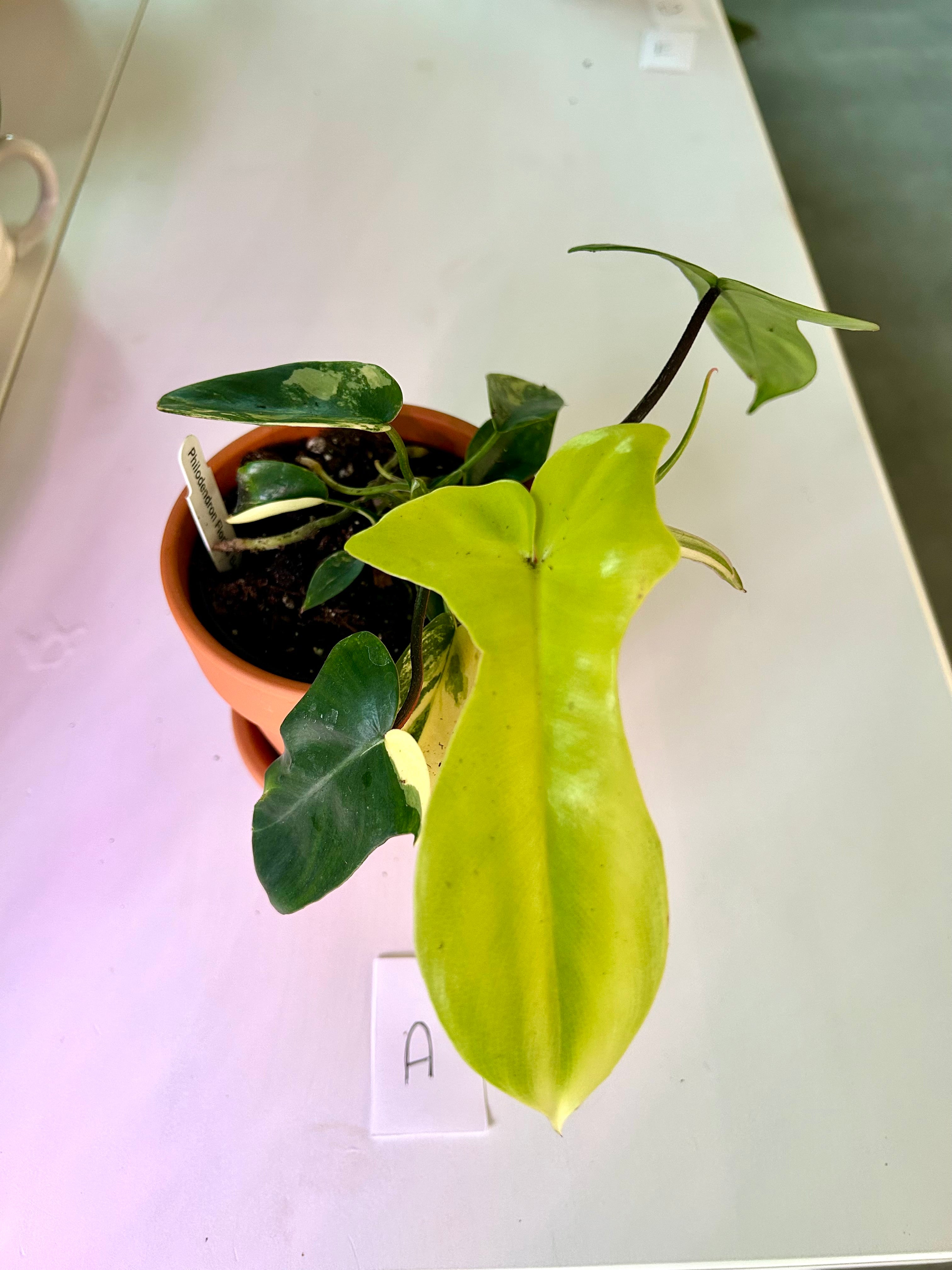 Philodendron Florida Ghost Variegata – Forget Me Not- Plants&Decor