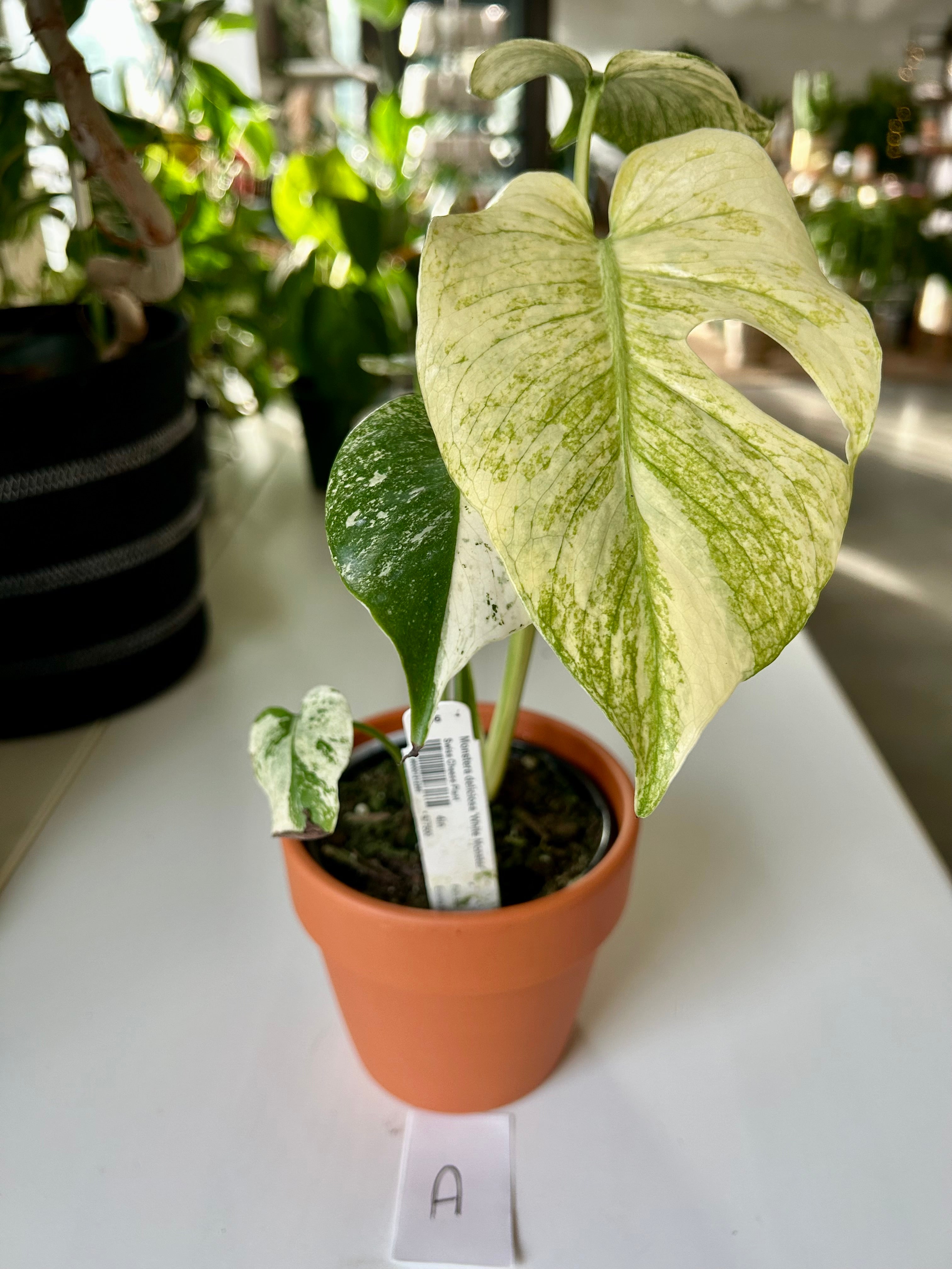 Monstera Deliciosa “White Monster” with Fenestration. – Forget Me