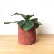 Canyon |Various size available