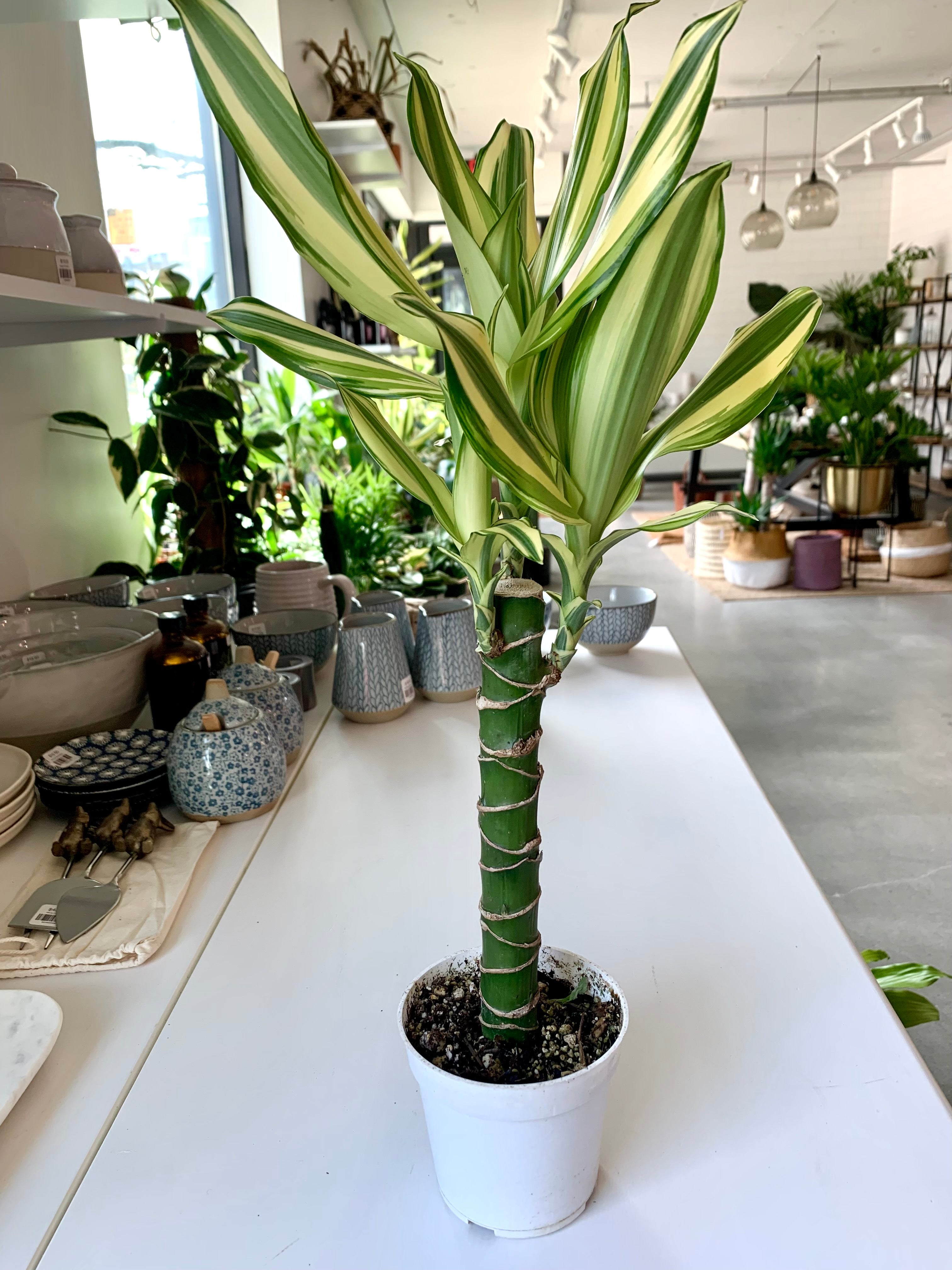 dracaena sted sol cane Dracaena
