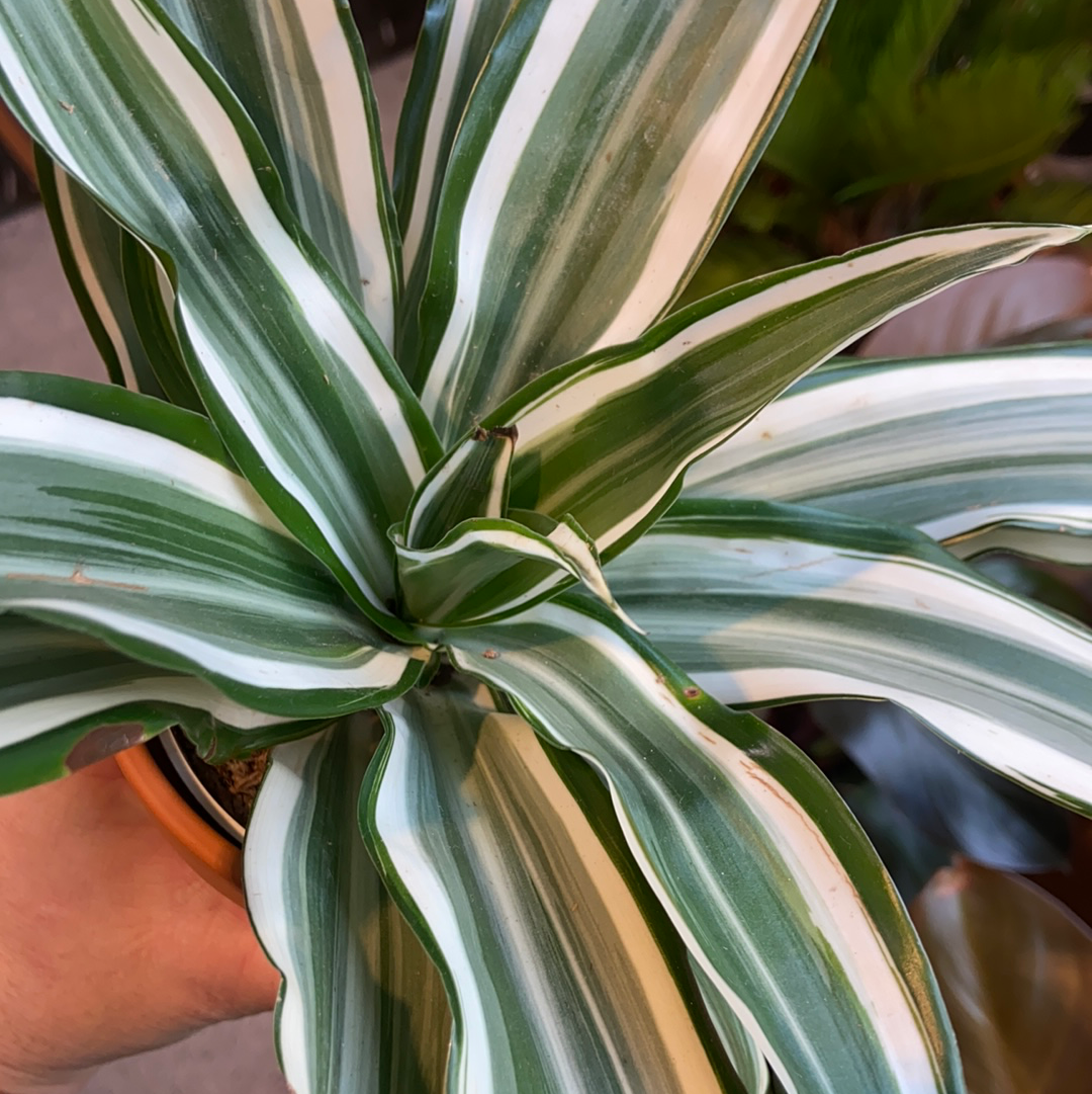 Dracaena