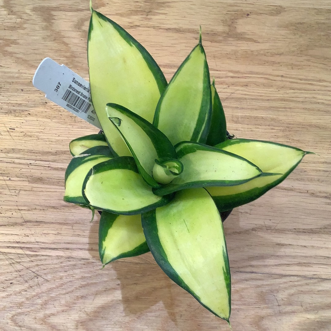 sansevieria gold star Sansevieria Hannii 
