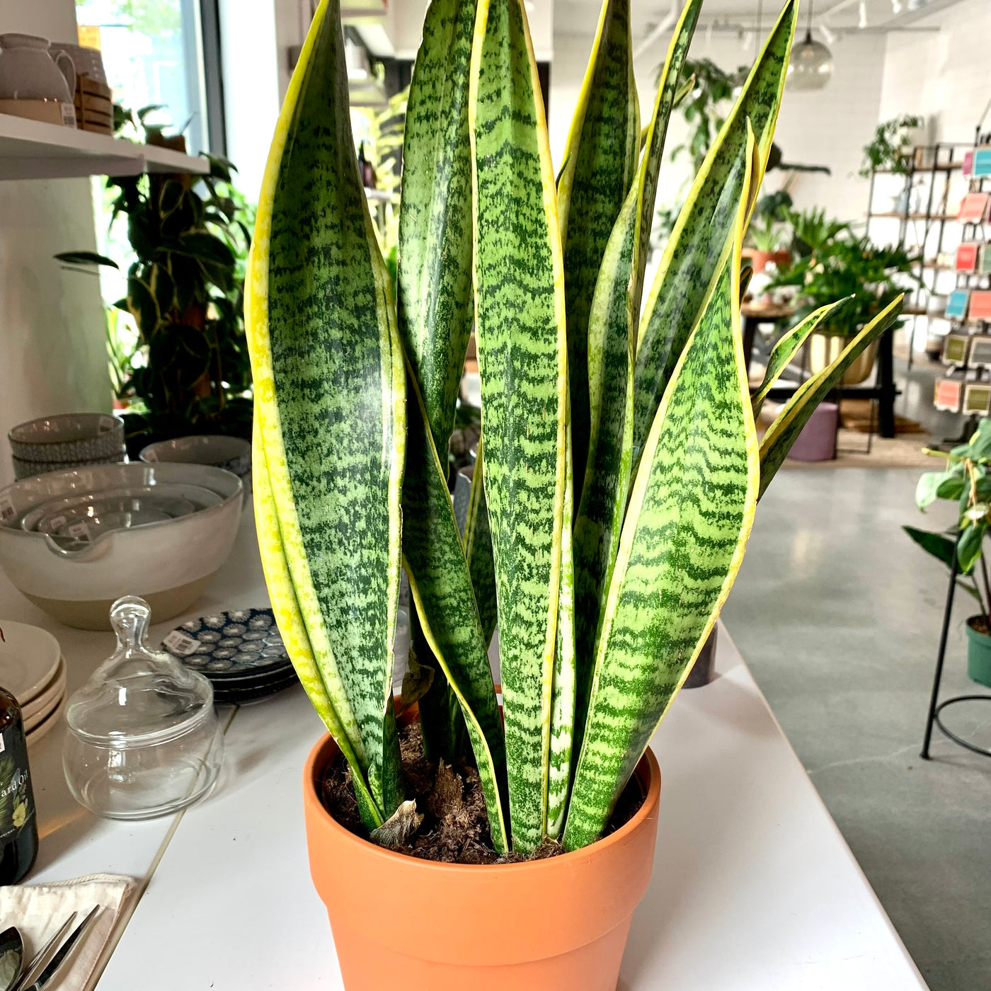 Sansevieria