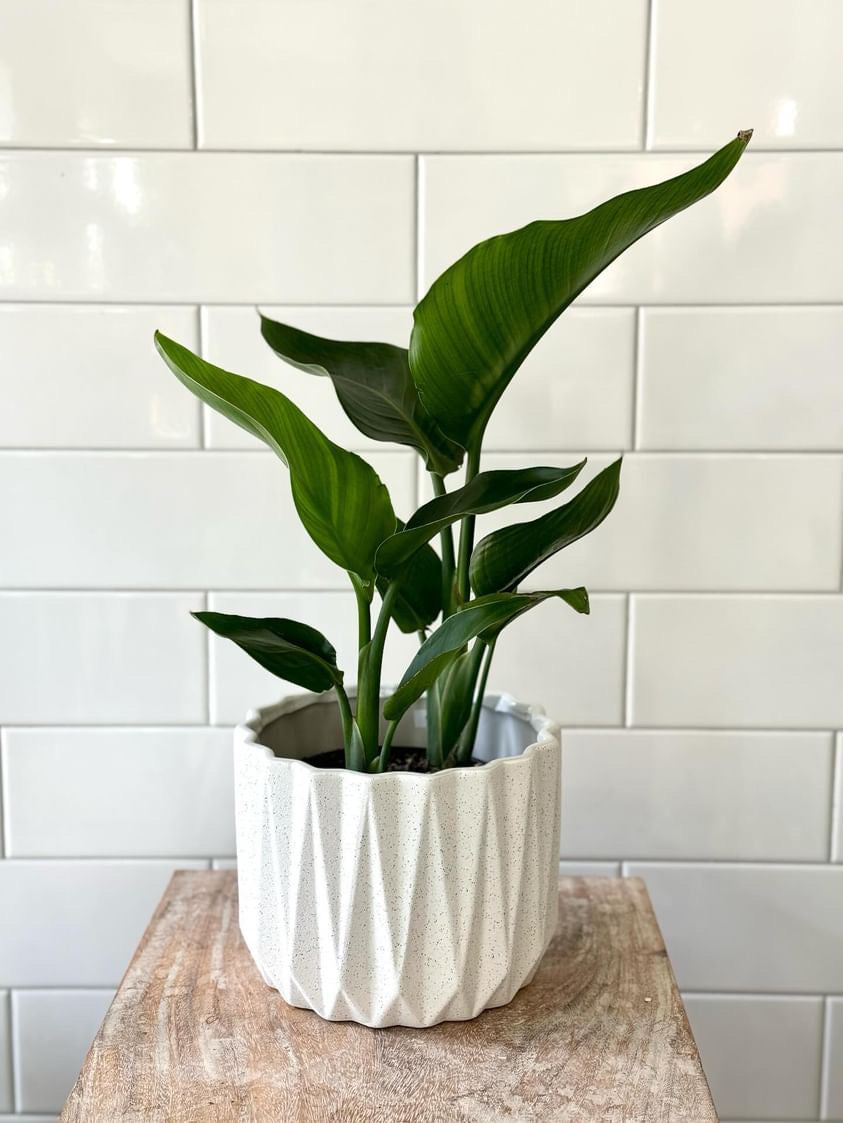 Planters