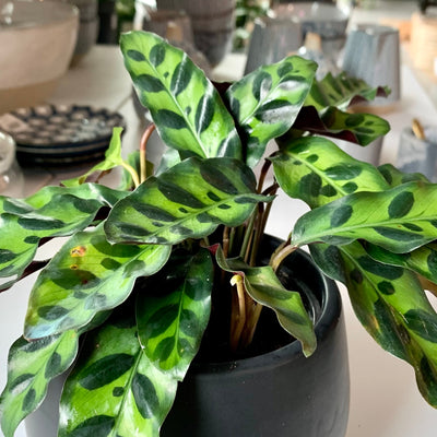 Calathea