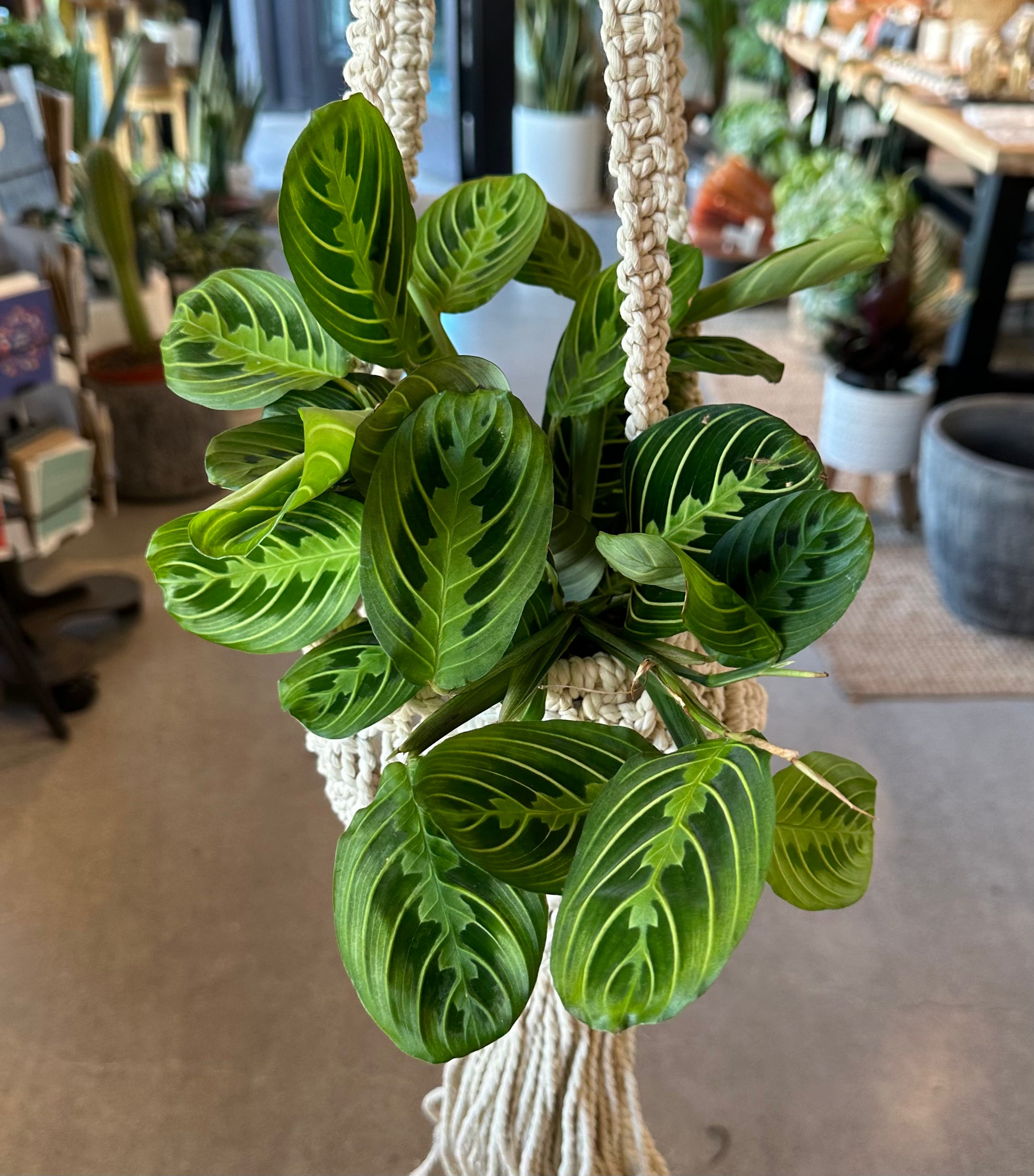 Maranta | “Prayer Plant” – Forget Me Not- Plants&Decor