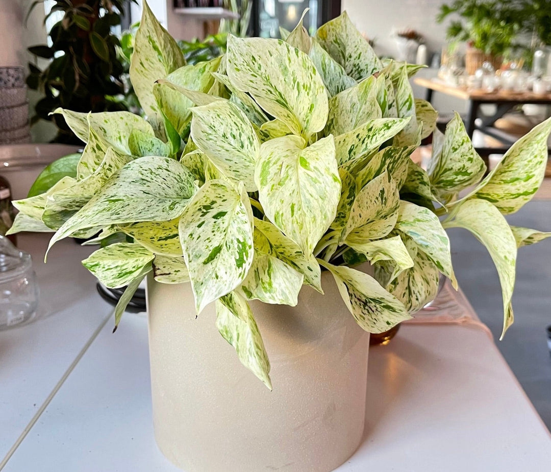 All Plants – Forget Me Not- Plants&Decor