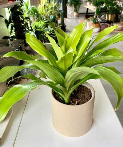 Dracaena