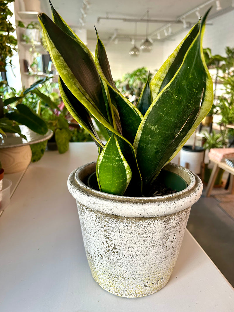 Snake Plant | Sansevieria “Black Gold Superba”