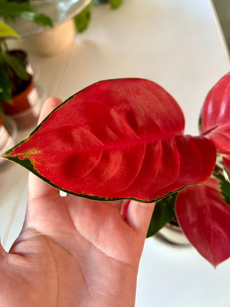Aglaonema | Eastern Red