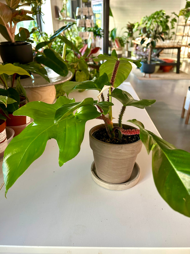Philodendron | Squamiferum - Collectable