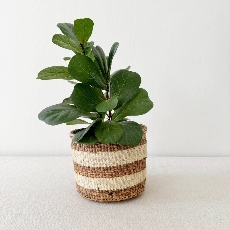 Banana Strip | Handmade Storage Plant Basket