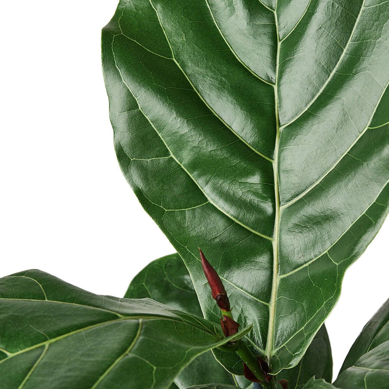 Ficus Fiddle Leaf Fig