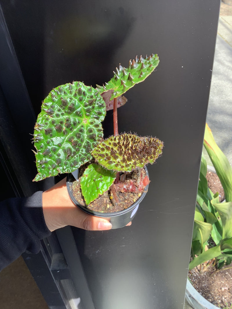 Fierce Begonia (Begonia ferox)