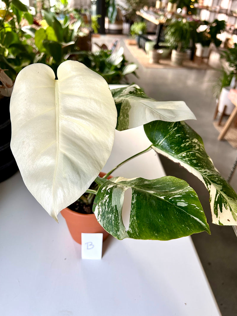 monstera deliciosa albo Monstera Deliciosa “Albo Variegata”- B-Full Moon and Fenestration – Forget Me Not- Plants&Decor