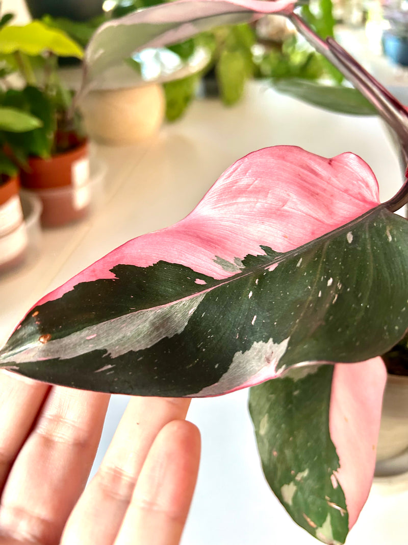 Philodendron| Pink Princess