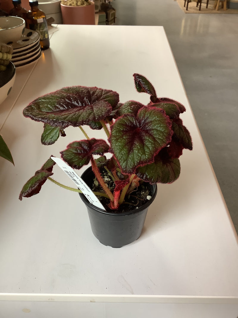 Begonia Curly Fireflush