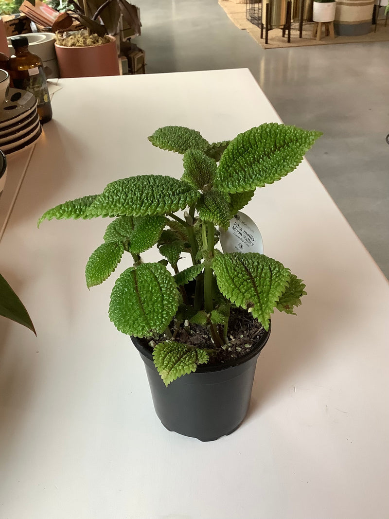 Pilea Mollis ‘Moon Valley’