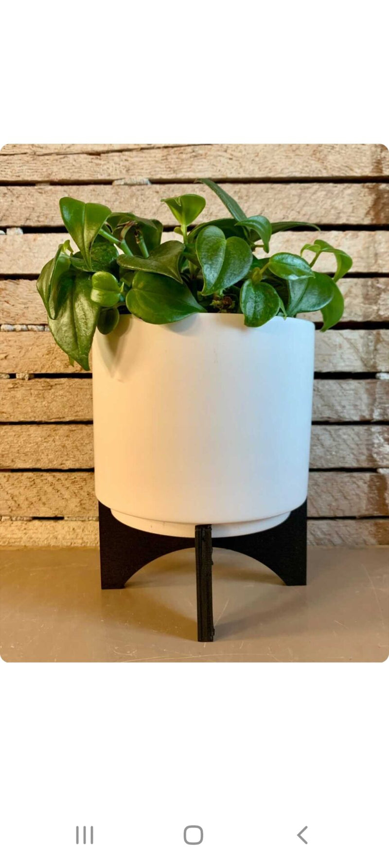 Planter: Cylinder with Wood Stand-Lucent