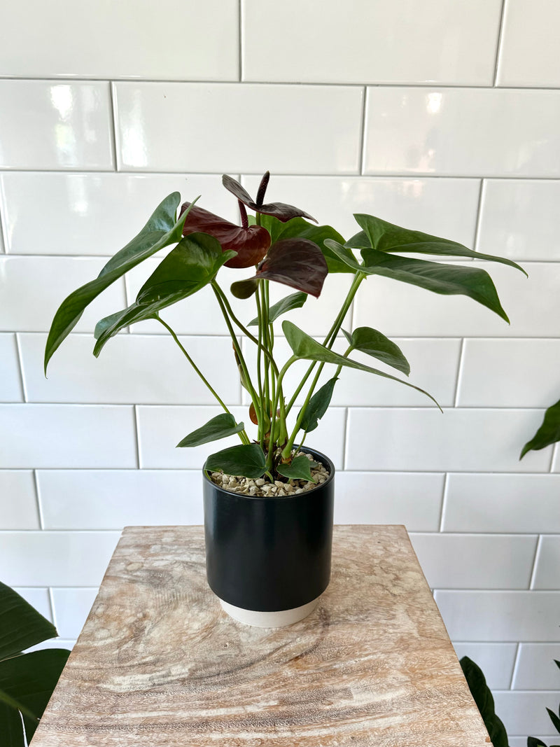 Set Curated In House: Anthurium Flower