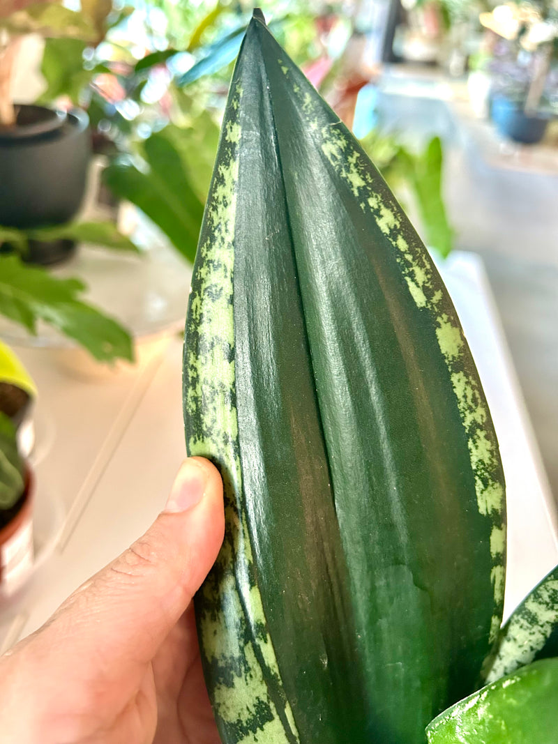 Snake plant |  Whitney - Collectable