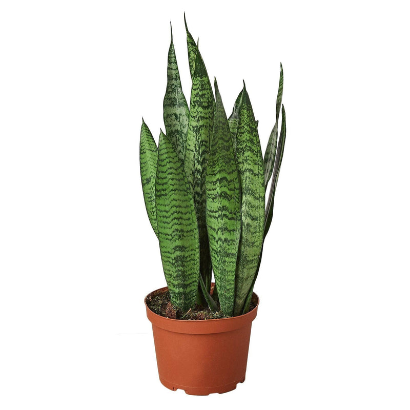Snake Plant | Sansevieria Zeylanica