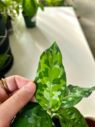 philodendron camposportoanum rare Philodendron