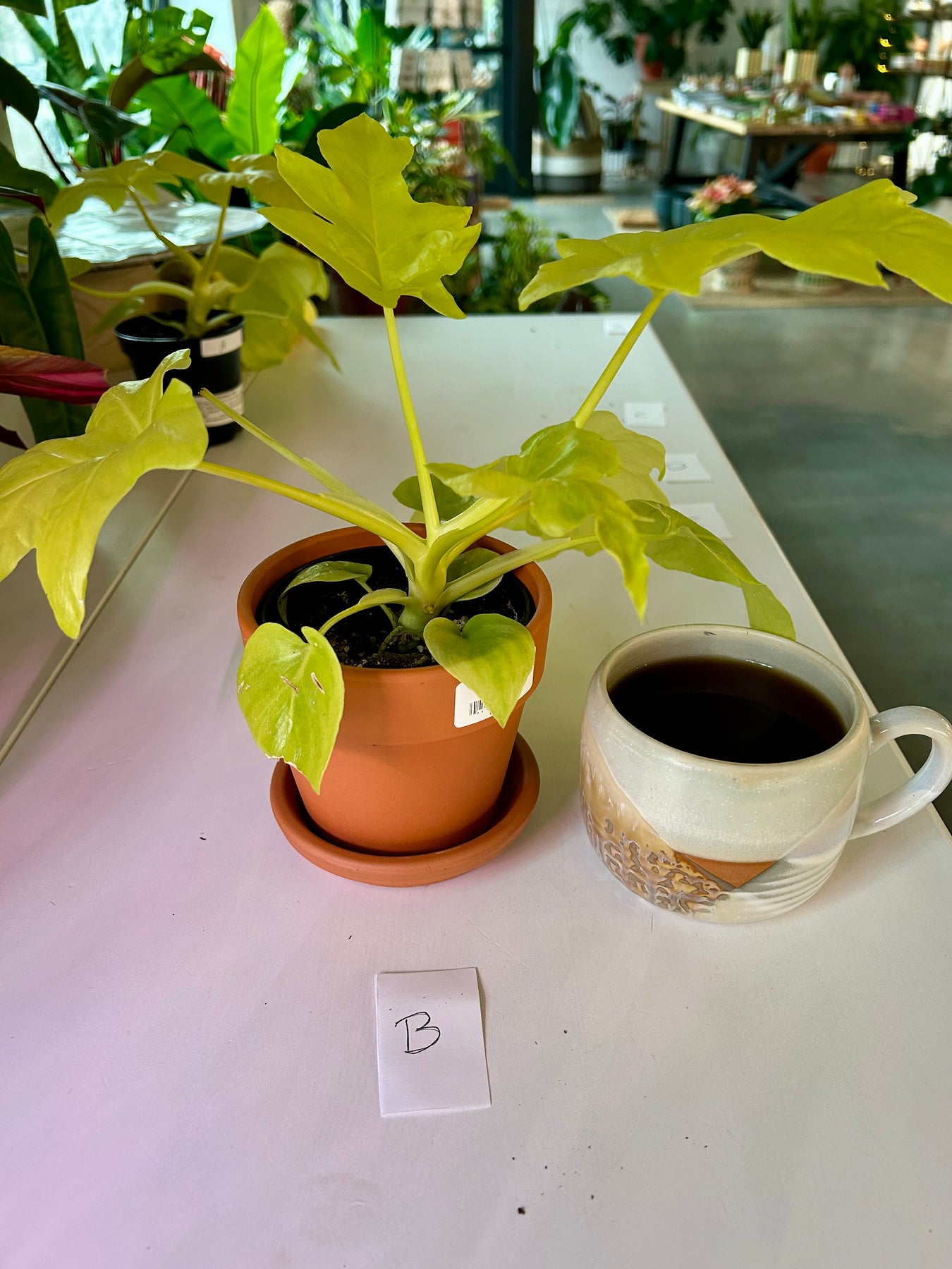philodendron aurea flavum Philodendron| Warscewiczii Aurea Flavum – Forget Me Not- Plants&Decor
