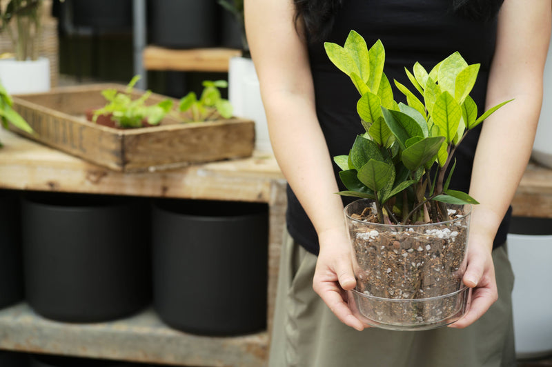 Soil | Aroid/Tropical Mix. 2Qt