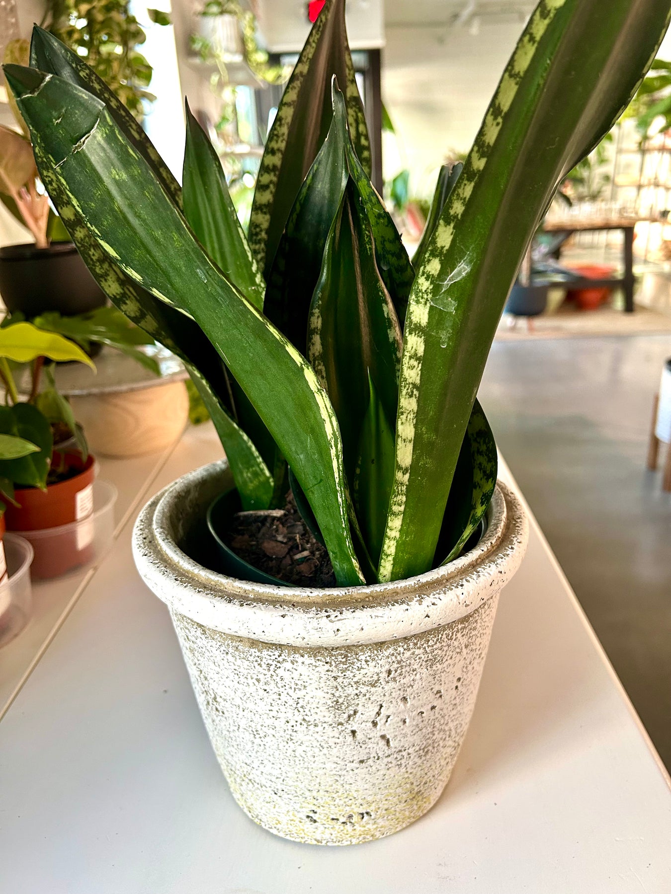snake plant whitney Snake plant | Whitney