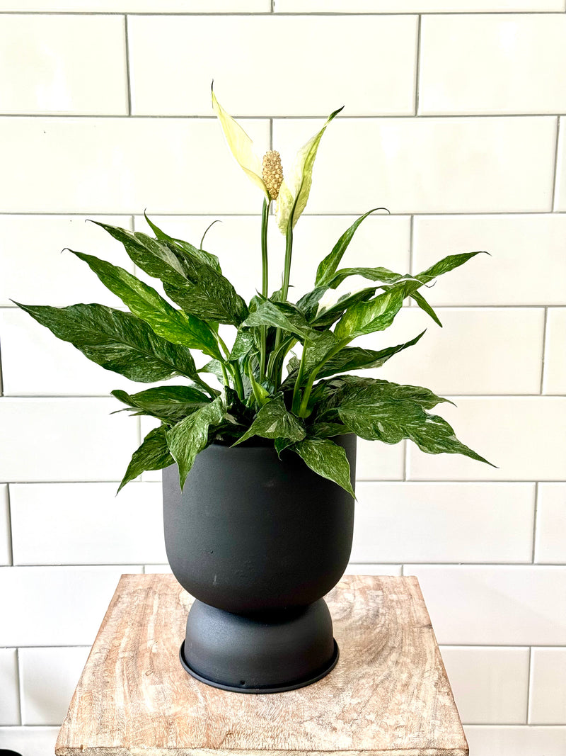 Peace Lily Variegated