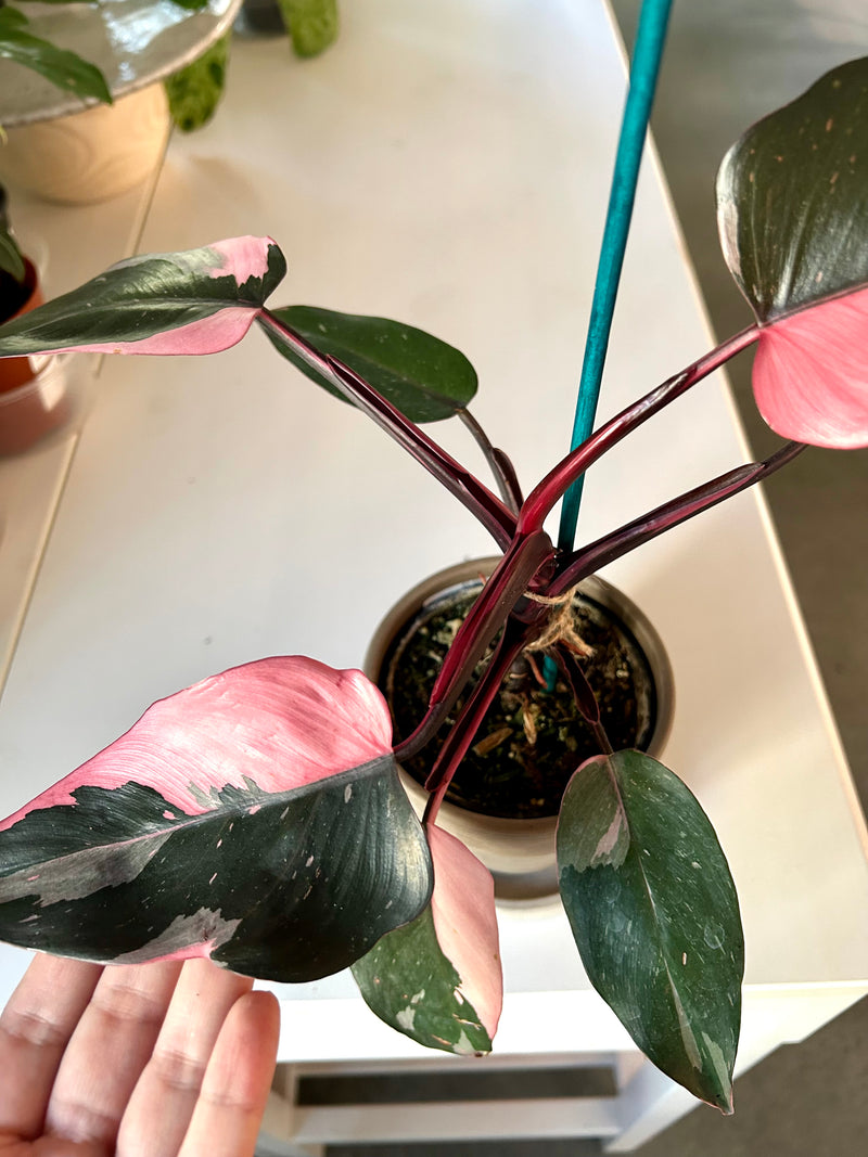 Philodendron| Pink Princess