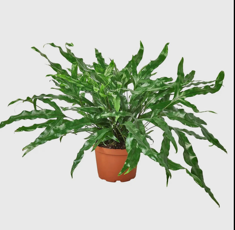 Fern | Kangaroo Paw Fern