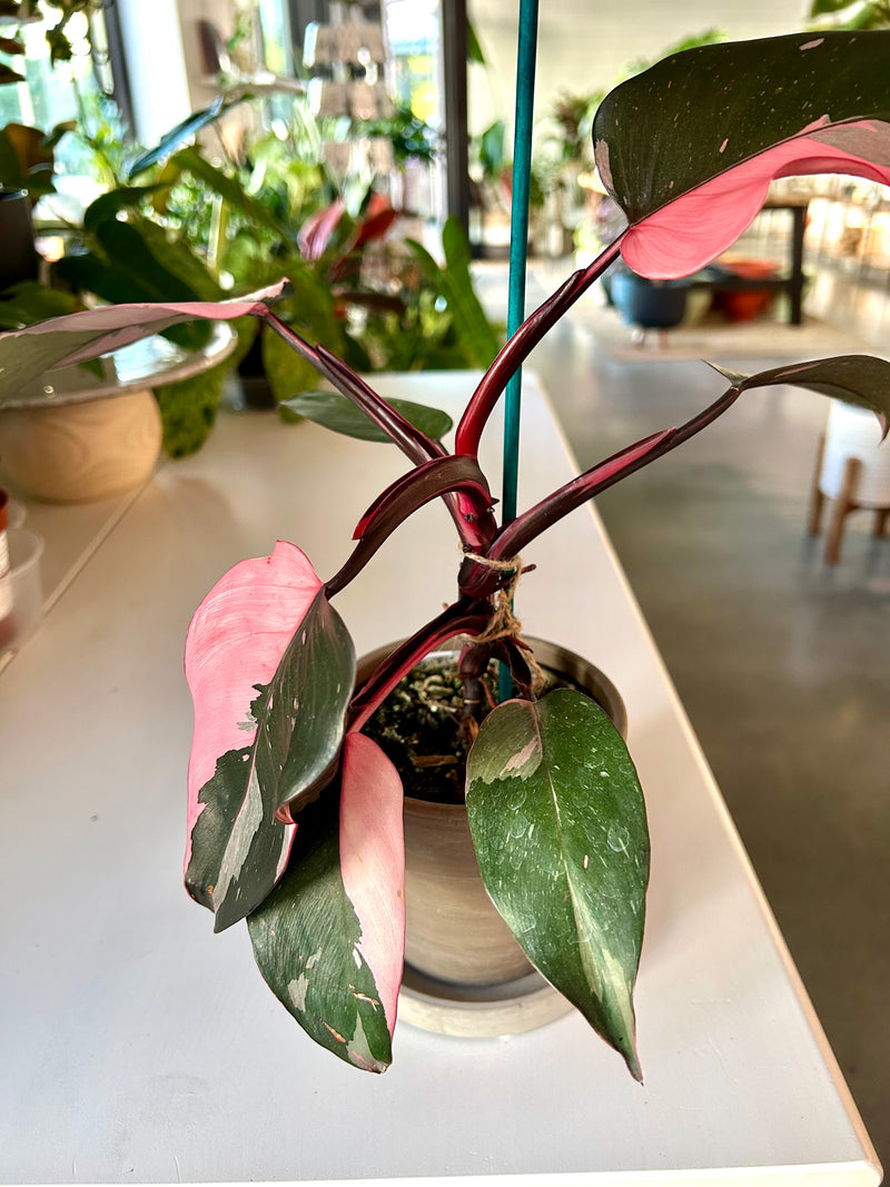 Philodendron| Pink Princess
