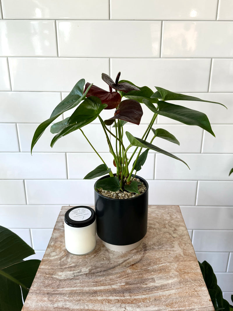 Set Curated In House: Anthurium Flower