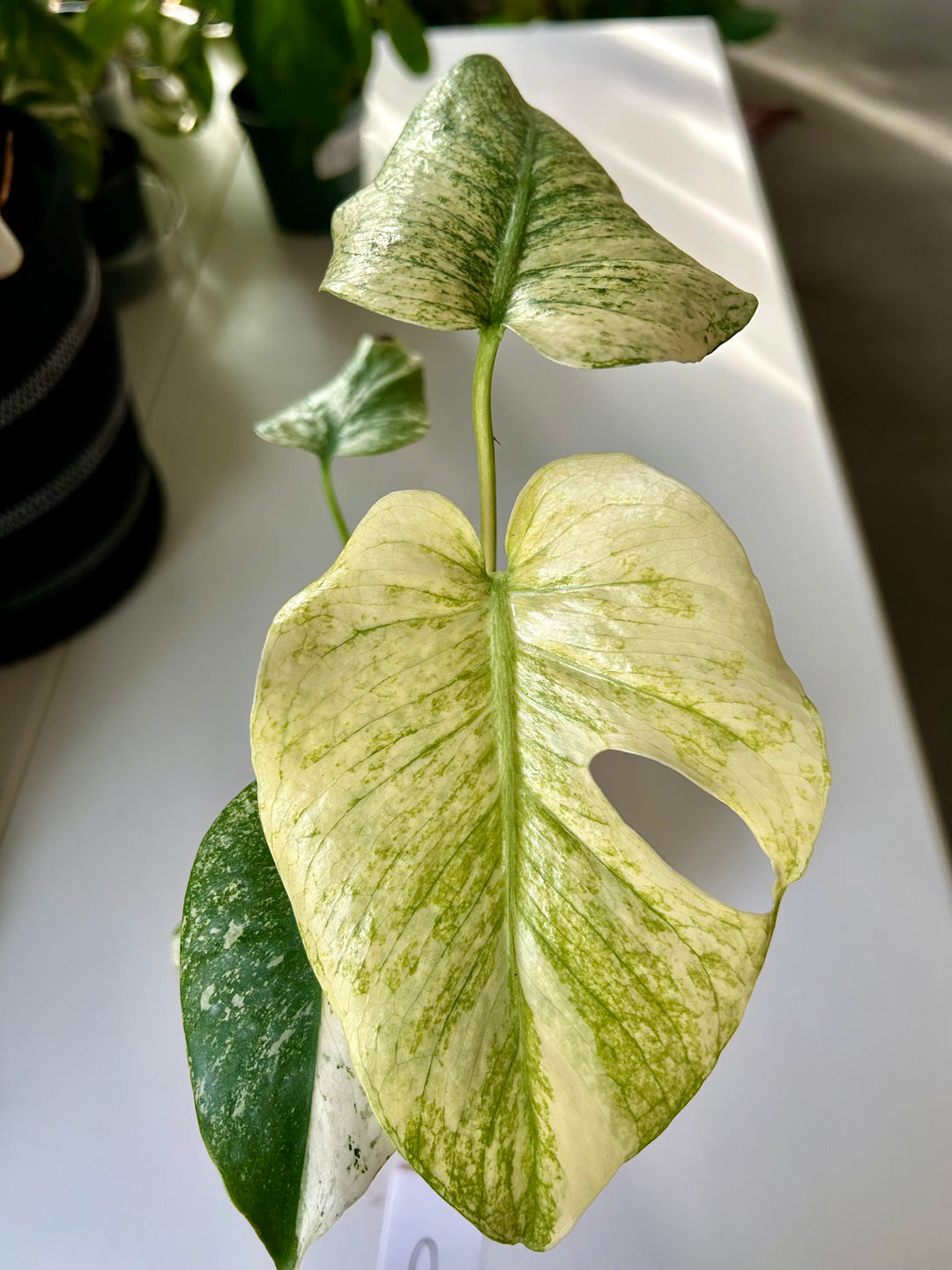 Monstera Deliciosa “White Monster” with Fenestration. – Forget Me