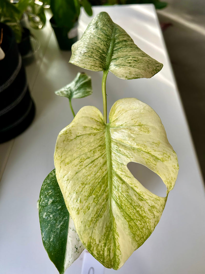 fenestration monstera Monstera Deliciosa “White Monster” with Fenestration. – Forget Me Not-  Plants&Decor