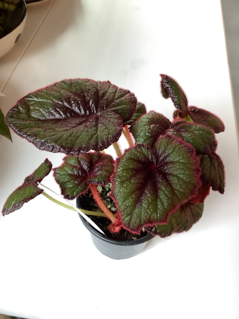 Begonia Curly Fireflush