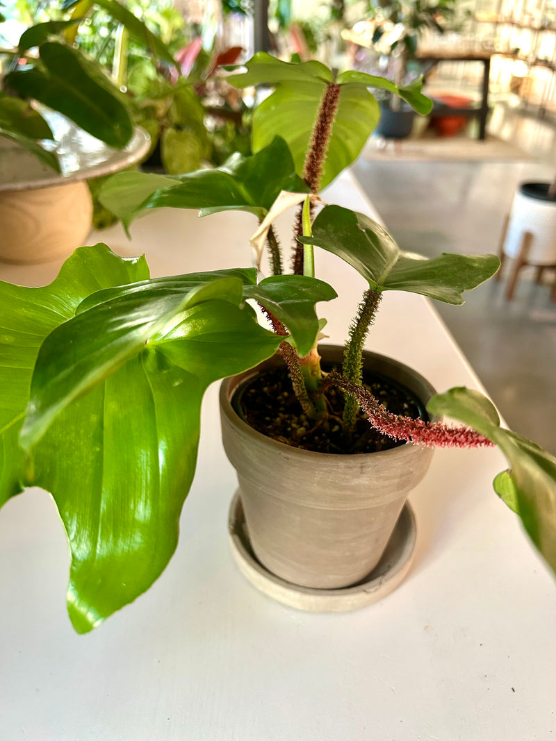 Philodendron | Squamiferum - Collectable