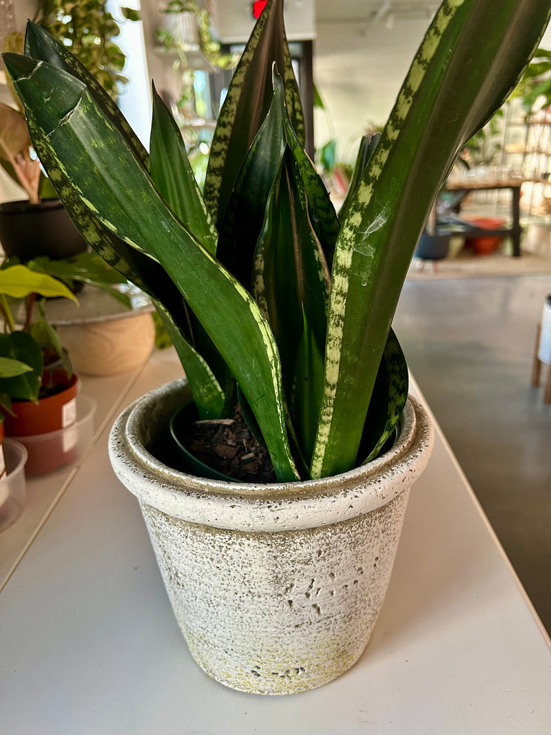 Snake plant |  Whitney - Collectable