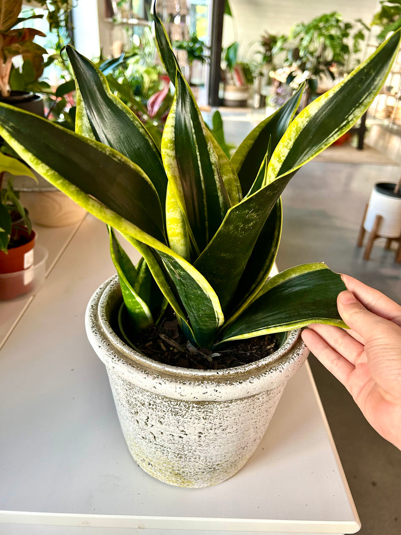 Snake Plant | Sansevieria “Black Gold Superba”