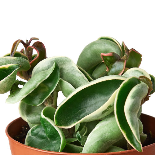 Hoya &
