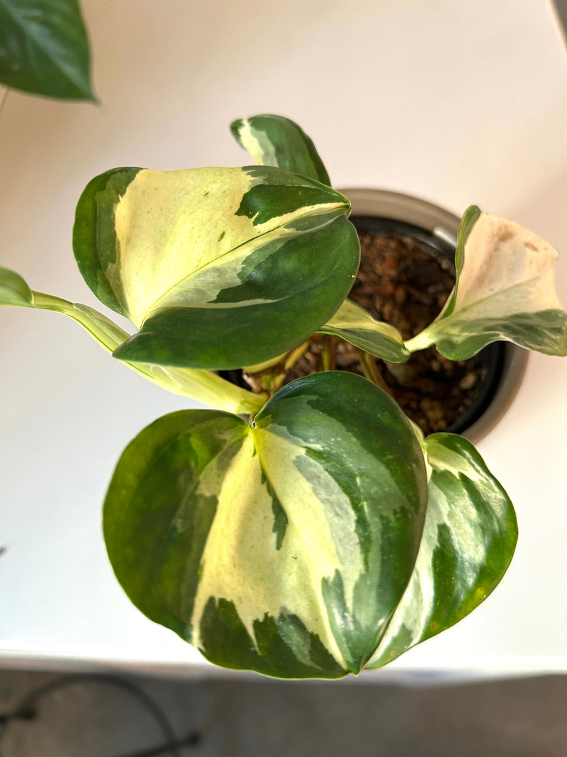 Pothos | Manjula - Collectable