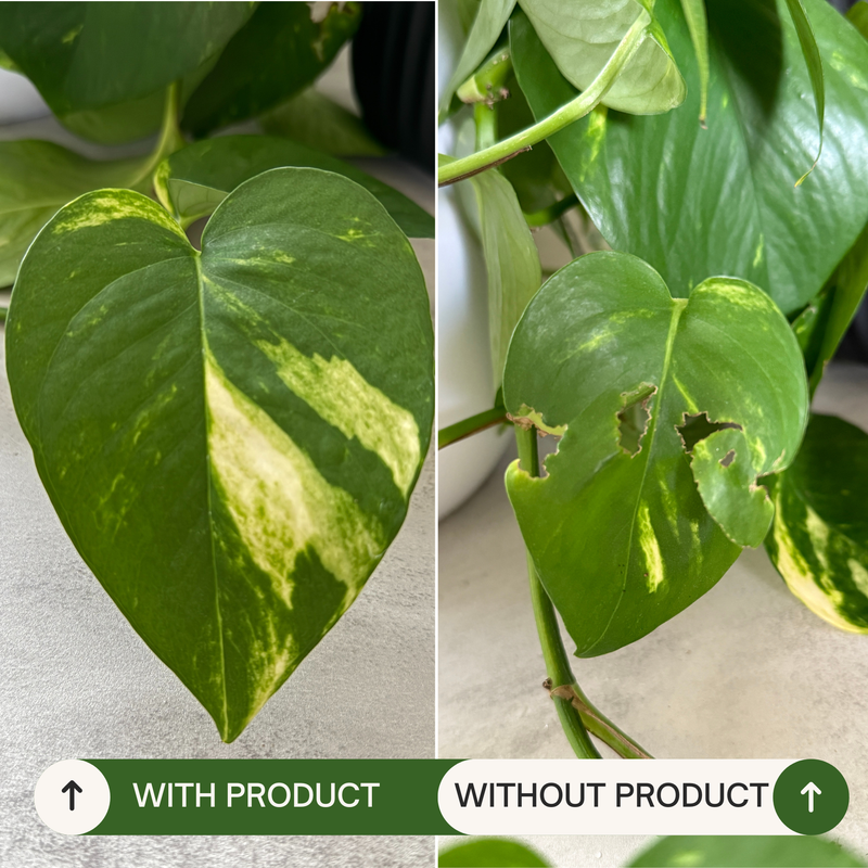 Plant Care | Organic Neem Oil with Peppermint