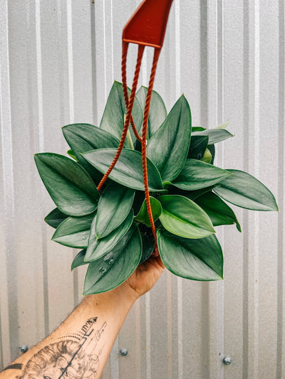 Collector’s Hand-Picked Plants