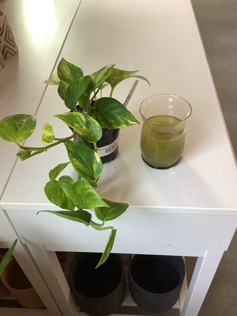 Pothos ‘Sunshine Goddess’