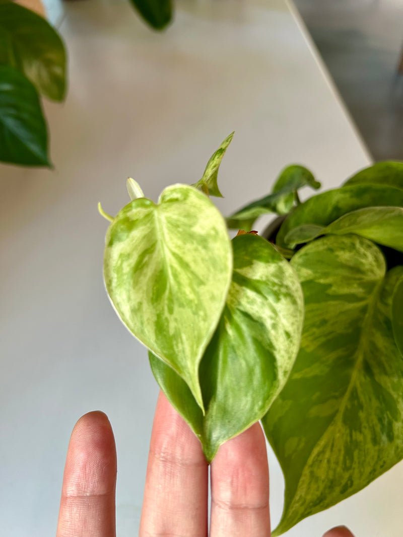 Philodendron | Green Variegated- Collector
