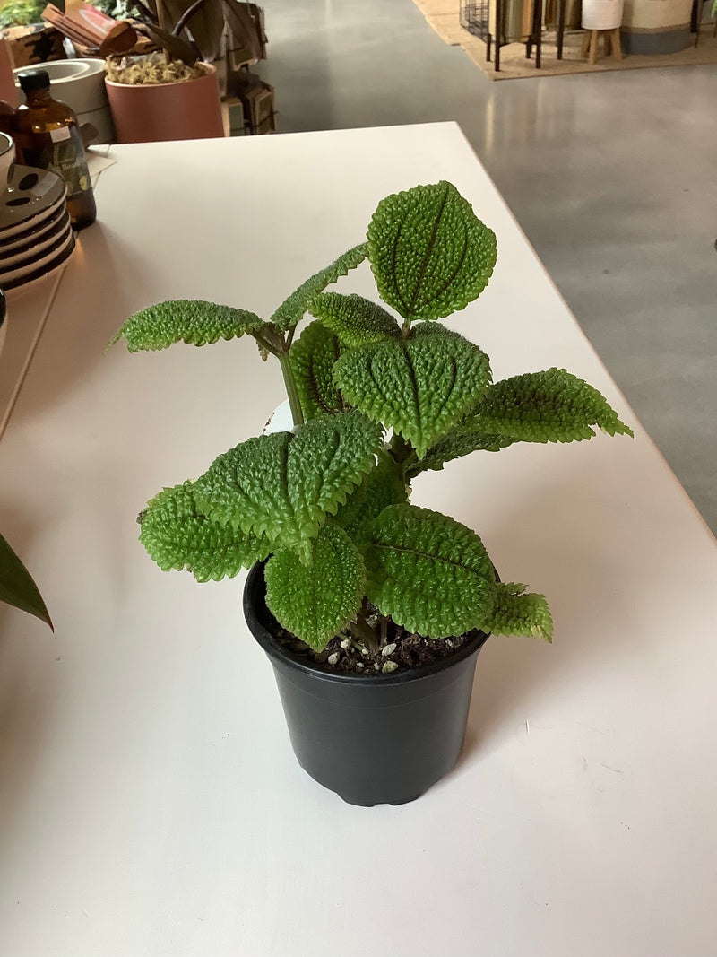 Pilea Mollis ‘Moon Valley’