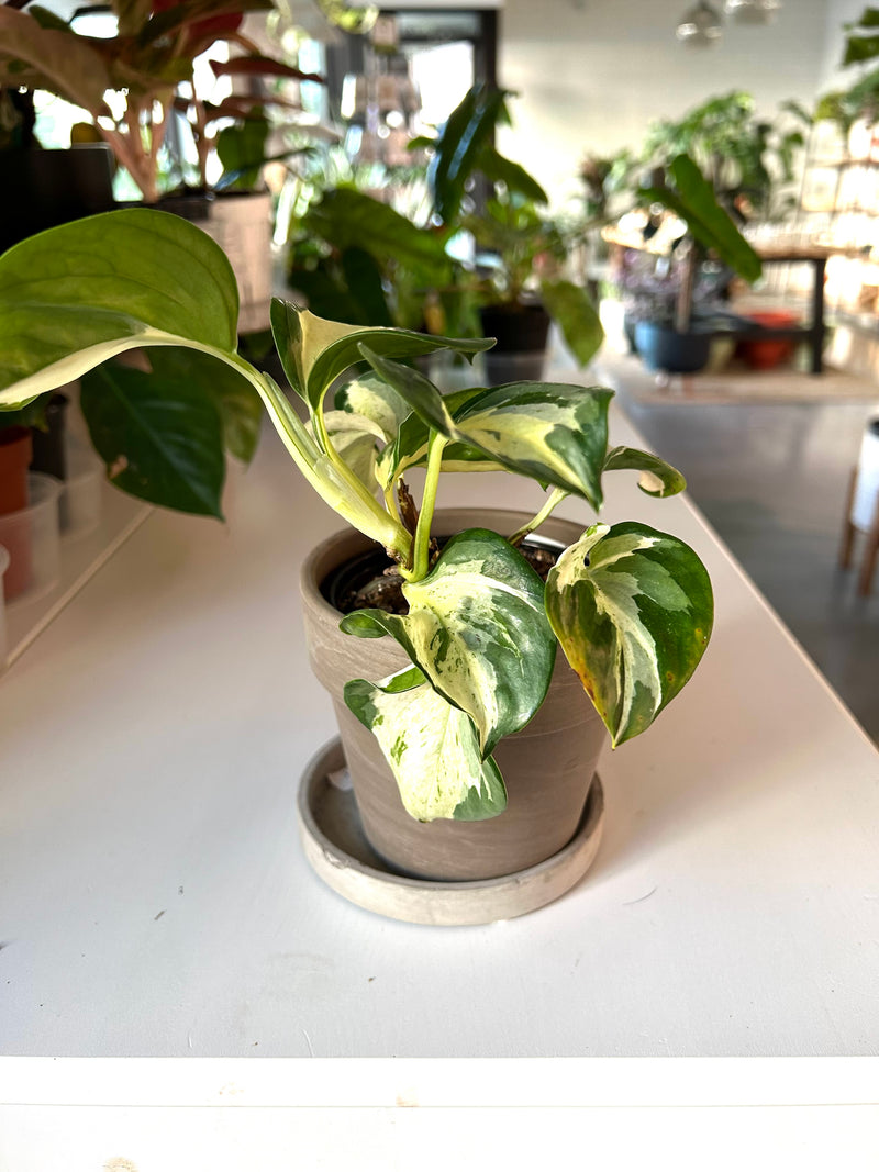 Pothos | Manjula - Collectable