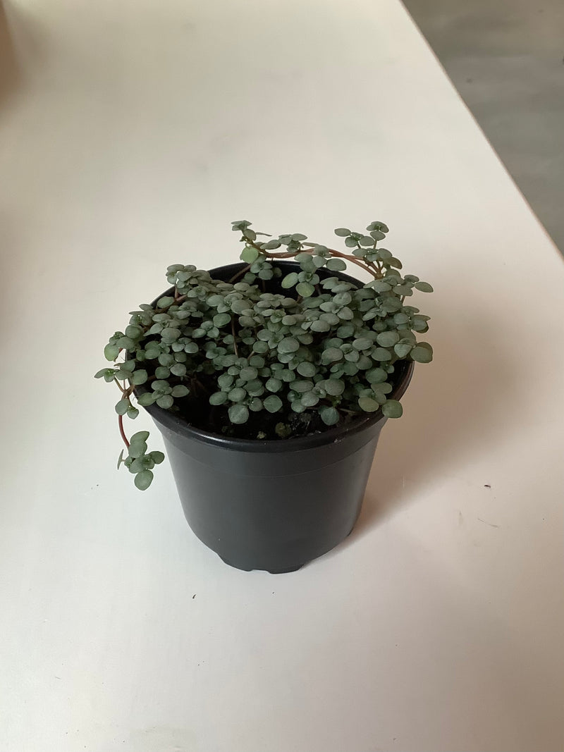 Pilea Glauca ‘Silver Sparkle’